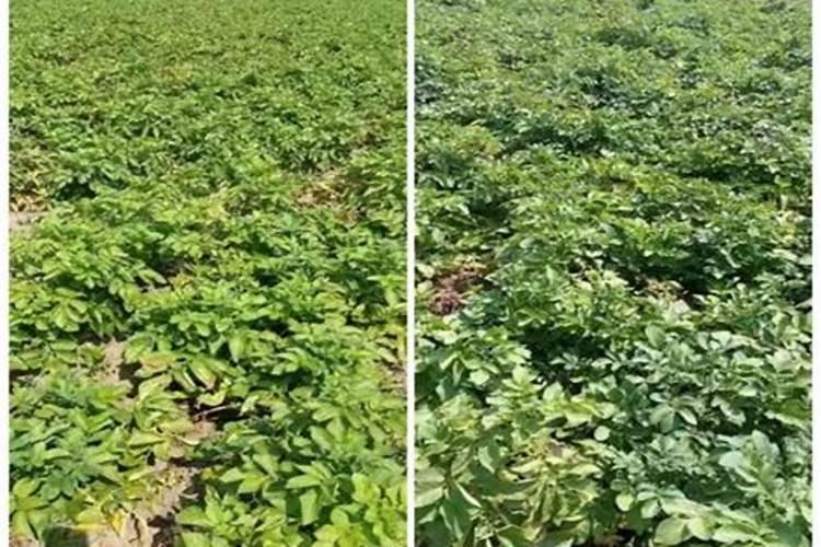 大豆重茬用什么肥好 如何才能避免减产