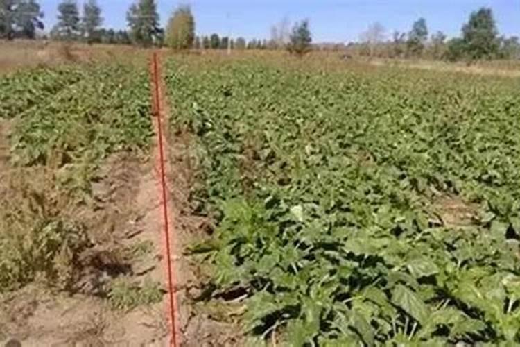 黄腐酸钾能解决花生地重茬问题吗