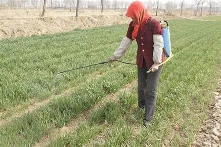 打药时候加一点尿素有什么作用(尿素能和农药掺在一起打吗)