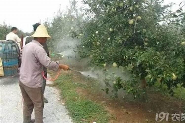 叶面肥尿素水怎么配,可以和农药一起打吗？