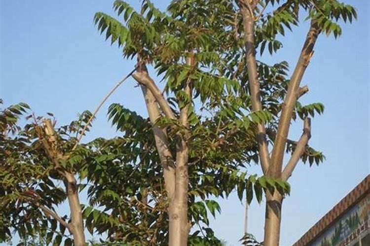 香椿树如何过冬