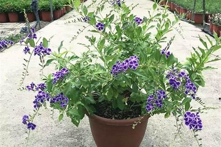 澳洲杉需要喷营养液吗 澳洲杉相关介绍