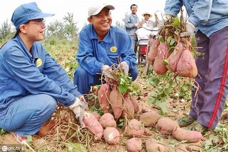 番薯种植后多久施肥