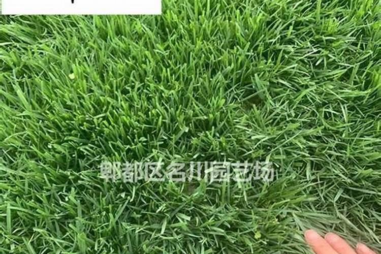 华田盛德草坪专用肥如何？