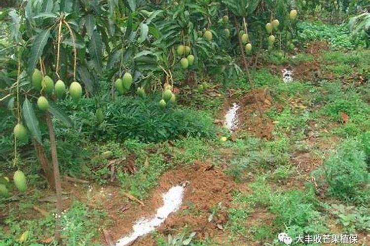 芒果树结果的时候能浇化肥吗