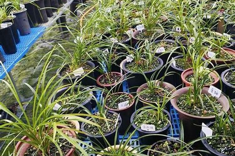 兰花有花苞时可以施肥吗？你怎么看？