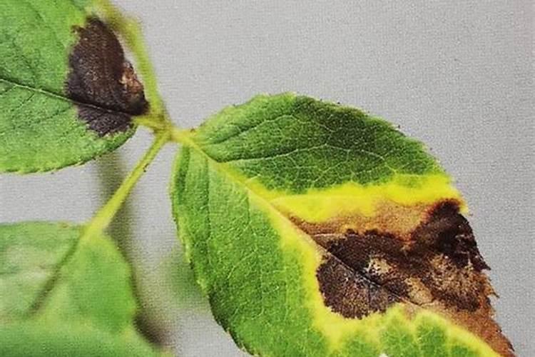 微量元素肥料的使用方法是什么