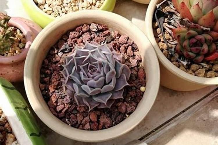 多肉宝当成营养液喷了绿植怎么办