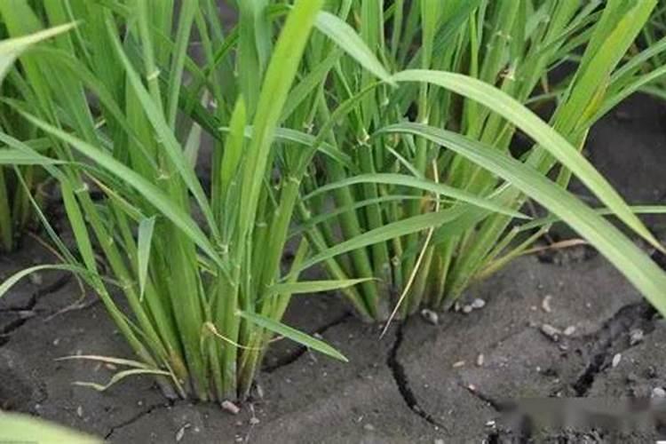 请问黄腐酸、氨基酸、腐植酸的作用和区别有哪些？