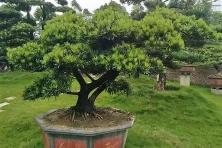 小白菜出苗后怎么管理