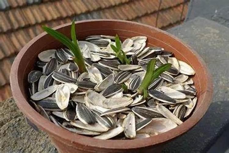 瓜子皮可以做肥料吗