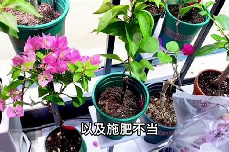 烟台嘉特海藻肥怎么样暖棚番茄冲施肥
