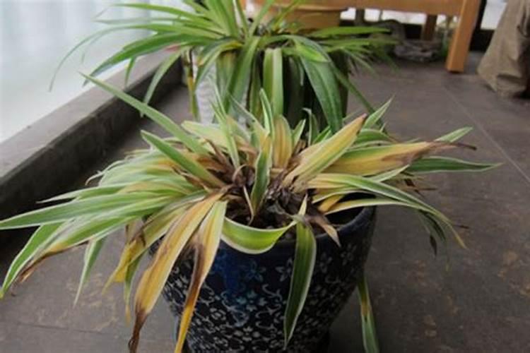 兰花什么时候施肥,兰花施肥可分为5个阶段