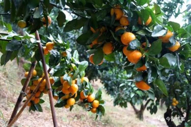 柑橘生长需要哪些肥料(橘子全年科学施肥时期和方案)