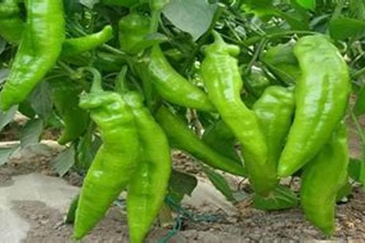 辣椒露天种植得高产怎么做？施肥追肥用什么好