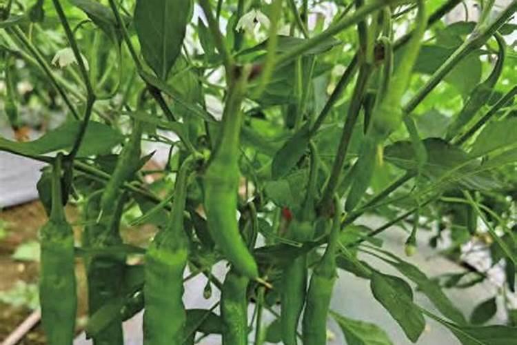 尖椒怎么种才能高产