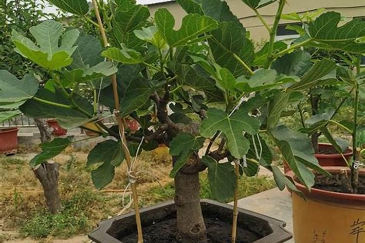 月季冬天掉叶子吗