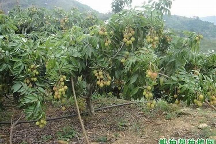 拒绝化肥、拒绝残留,享受有机生活从吃三江沃土藜麦开始