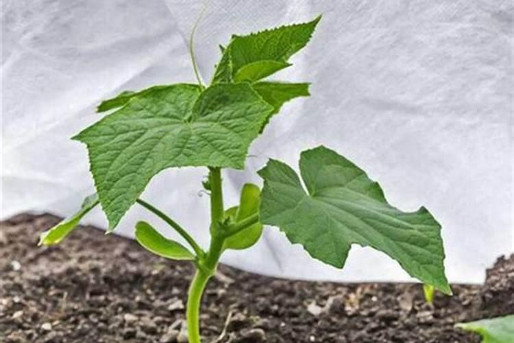 硼肥的作用与功效是什么？