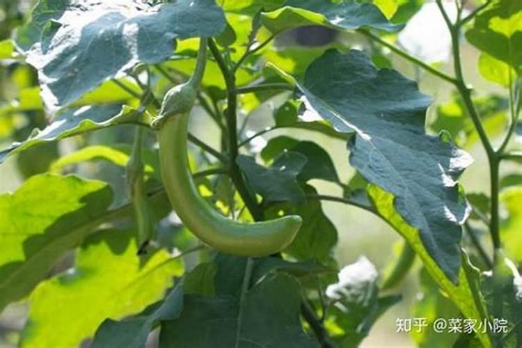 茄子适用哪些肥料