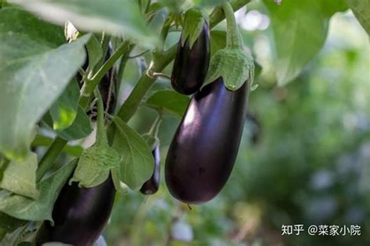 种茄子用什么肥料比较好？