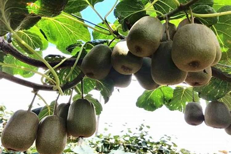 油茶苗怎么栽种 油茶苗养殖需要注意哪些事项