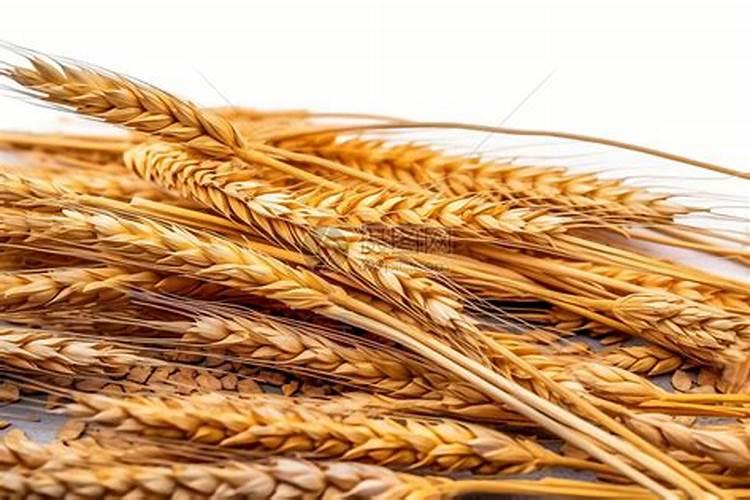 麦子都黄了 根没事! 芯也没死!