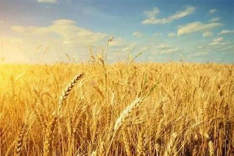 麦子在什么情况下会变黄急