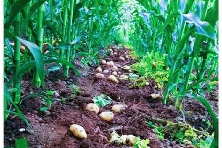 玉米专用肥种植蔬菜可以吗