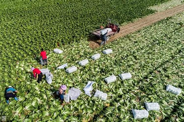 玉米专用肥可以用在其他作物上吗