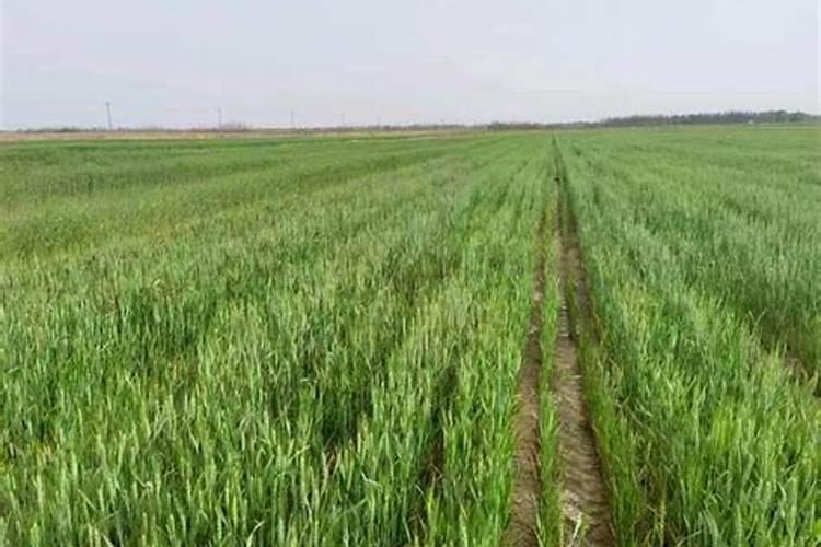 盐碱地种小麦用什么底肥好