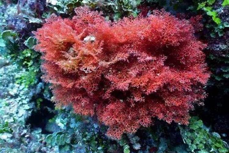 挂果沙糖桔规定什么时候撒元素肥吗？