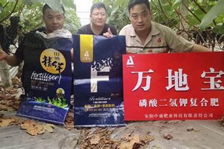 槟榔施什么肥保果 一年内结果开花多少次