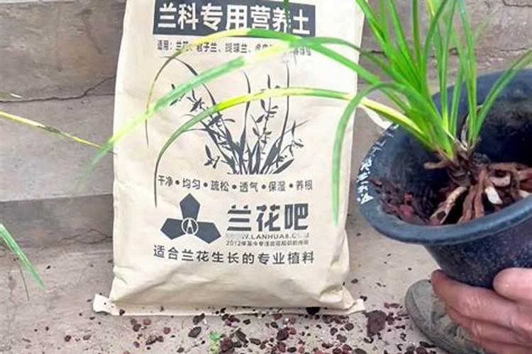 兰花要施什么肥料好