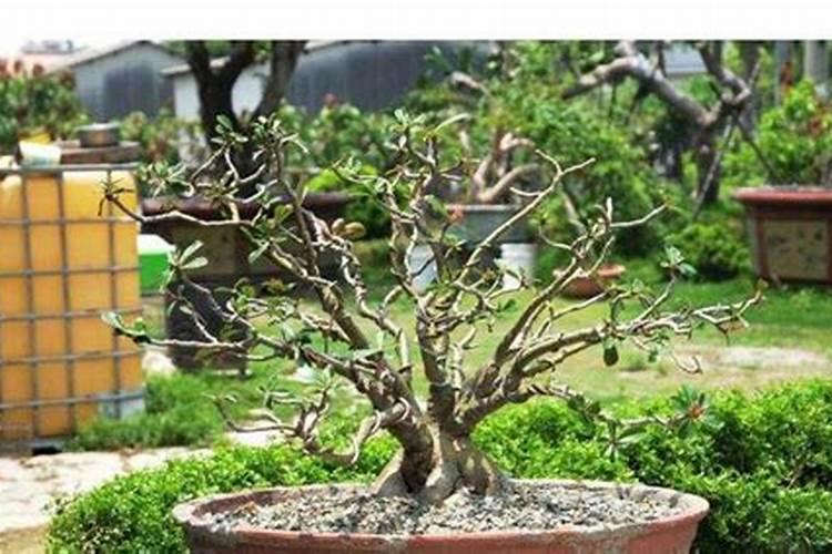 盆栽玫瑰花施肥施什么肥料