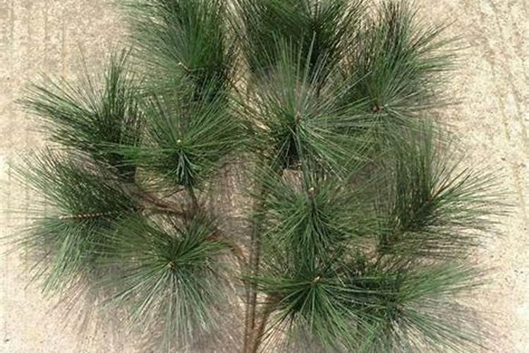 丝瓜需要多少天浇一次水