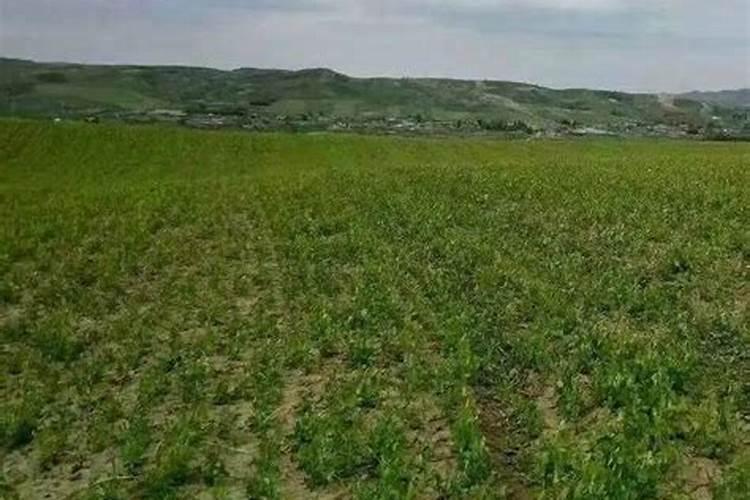 钾肥有什么作用？