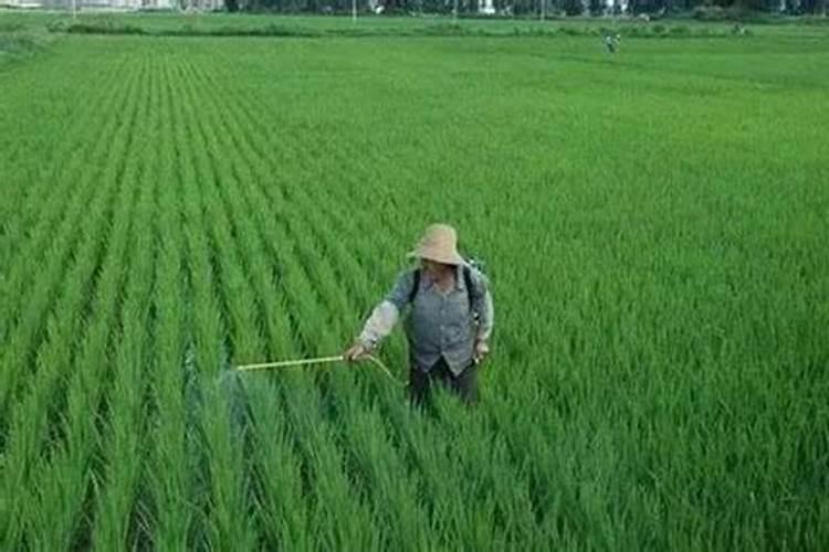 寒地水稻怎么施肥 寒地水稻高产施肥方案