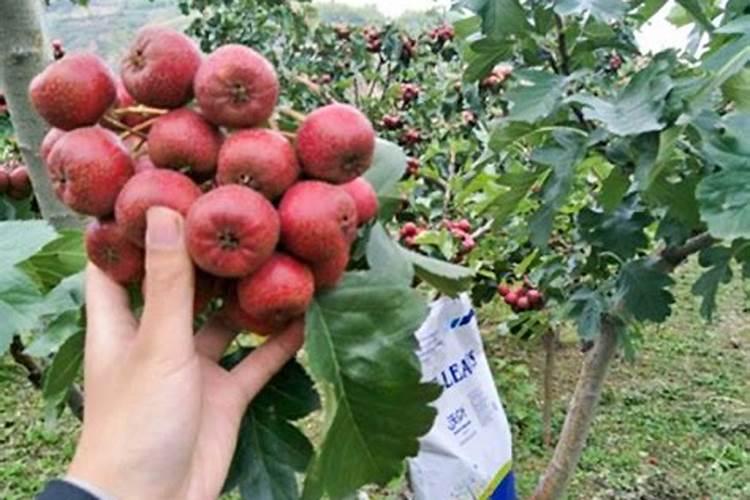 花生怎样施肥能高产？什么时候施最好？施什...