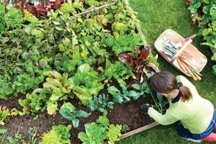 施肥过量烧花了,教你简单的哪几招,可能会起死回生？