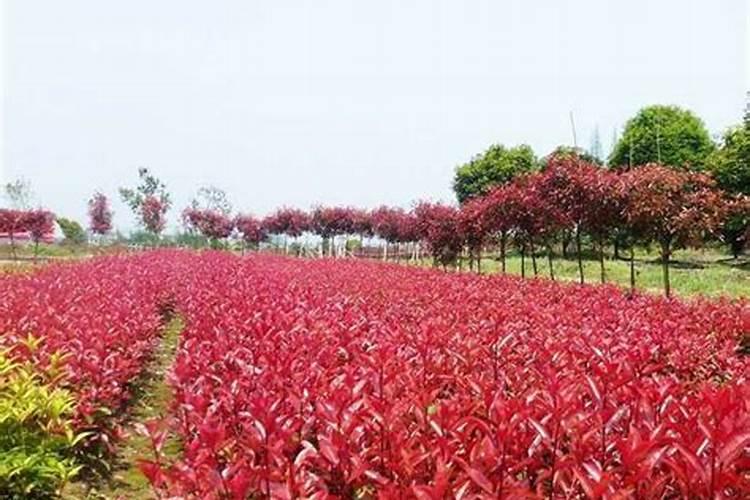 红叶石楠小苗管理要怎么做？有没有人知道？