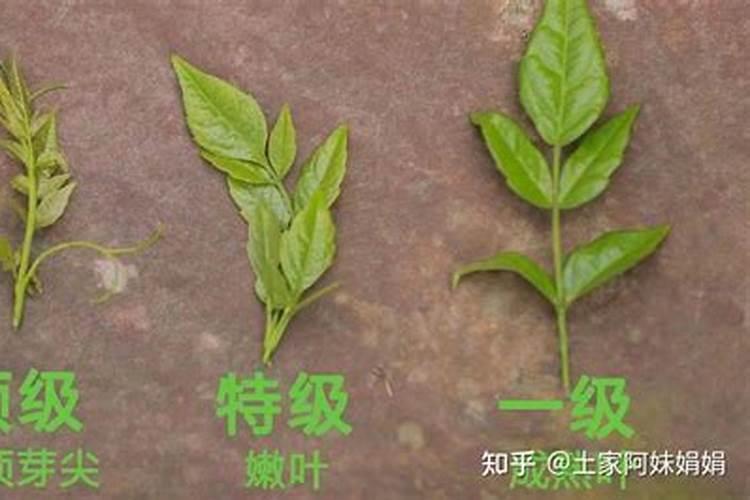 生活中有哪些养花施肥的小窍门