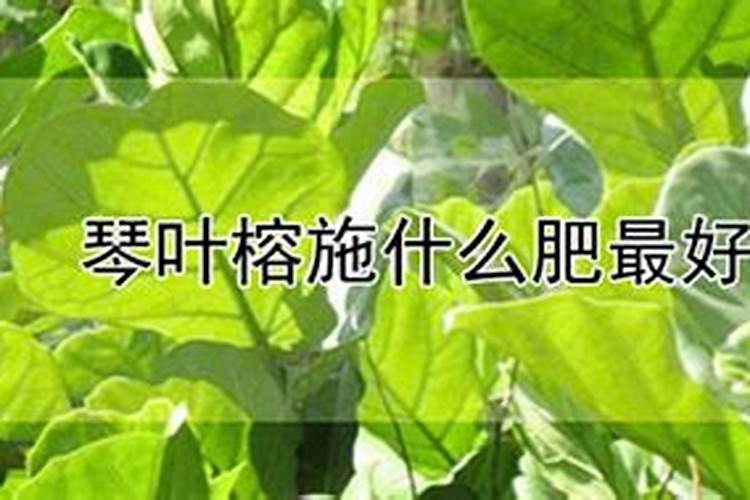 氮肥过多的症状