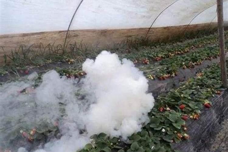 我头一天打了虫螨腈和芸苔素第二天能打玉米除草剂吗？