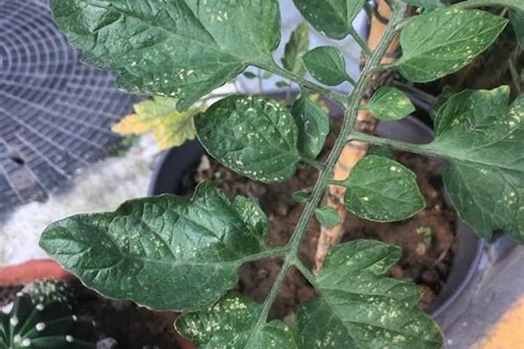 黄瓜西红柿叶子发黄怎么办？