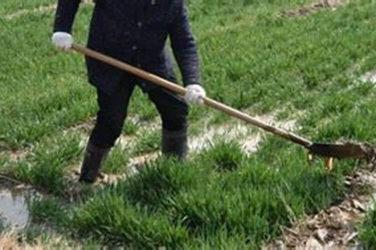 大棚茄子怎么施肥,施什么肥好？