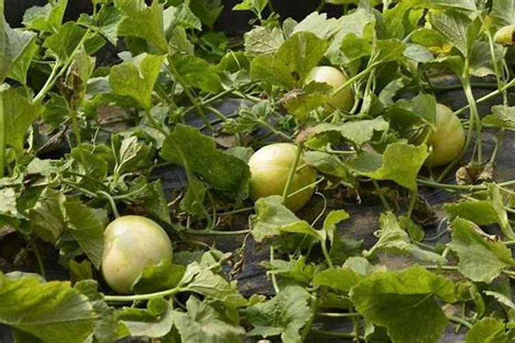 马蹄下带肥什么时间撒最合适