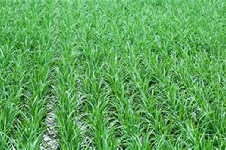 养花必备的肥料(家里养花常用的肥料有哪几种,怎么选择)