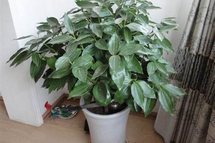 平安树怎么施肥