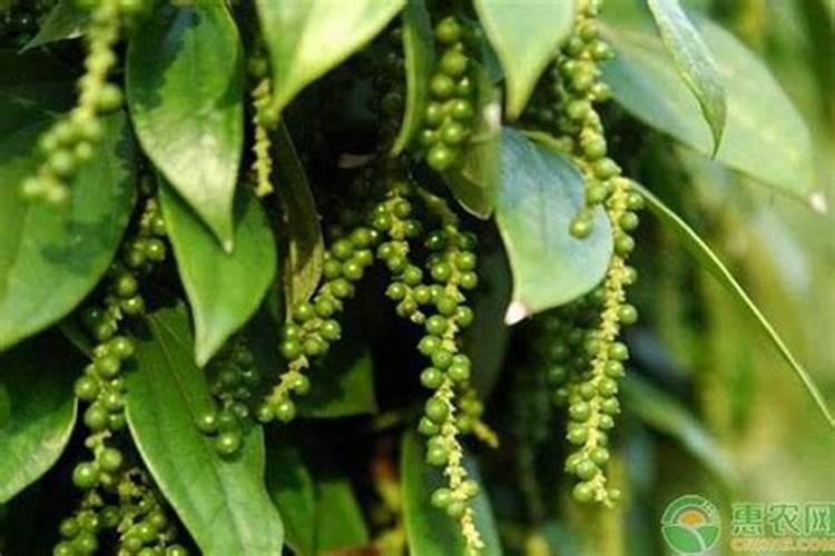 新买的胡椒木怎么养